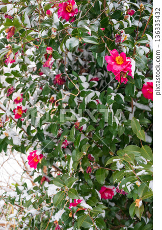 Camellia with snow Camellia with snow 136335432