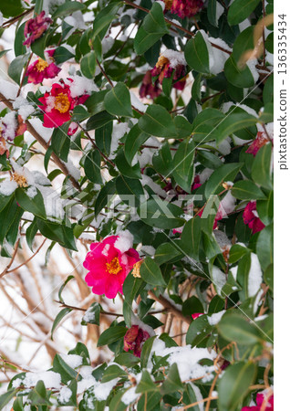 Camellia with snow 136335434