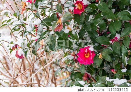 山茶花與雪 136335435
