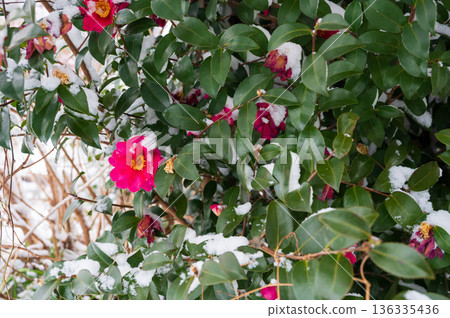 山茶花與雪 山茶花與雪 136335436