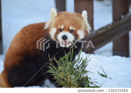 Lesser panda 136335468