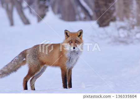 Arctic fox winter Arctic fox winter 136335604