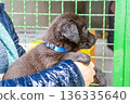 Puppy little dog in hands 136335640
