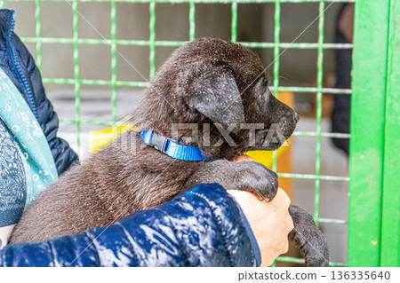 Puppy little dog in hands 136335640