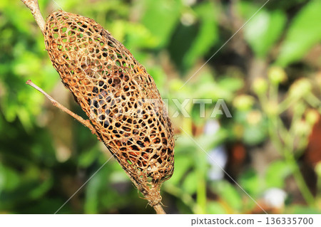 楠木繭（空繭） 136335700