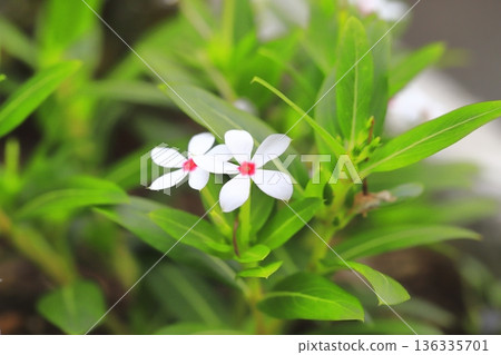 White Fairy Star (Red Eye) White Fairy Star (Red Eye) 136335701