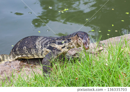 Water monitor lizard on land 136335703