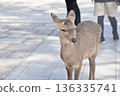 Deer in Nara Park 136335741
