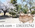 Deer and cherry blossoms in Nara Park - Turning around 136335742