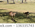 Two deer in Nara Park 136335743