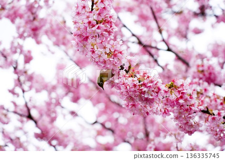 堺川上的河津櫻花和繡眼鳥 136335745