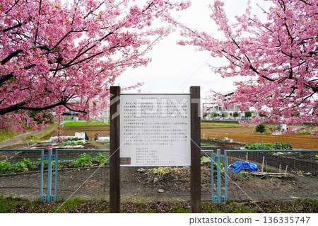 堺川沿岸的河津櫻花和禦海堂花 136335747