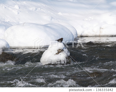 一隻河烏棲息在雪地上 一隻河烏棲息在雪地上 136335842