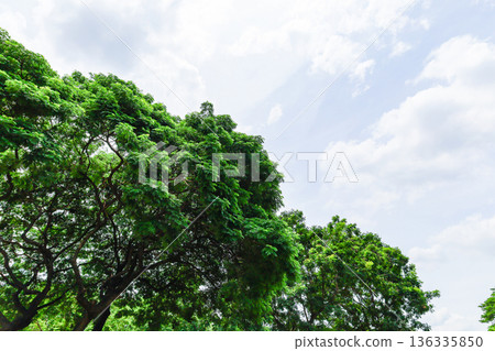 清新的綠色和藍天 136335850