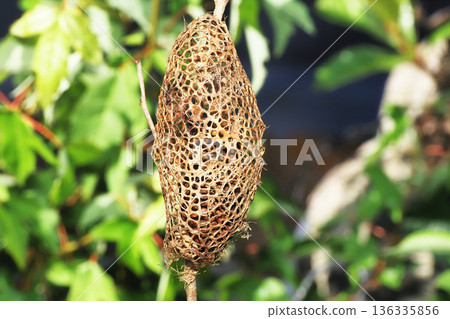 楠木繭（空繭） 136335856