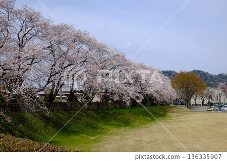 Cherry trees lining the bank are in full bloom [Tsukui, Sagamihara City, April] 136335907