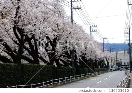 路邊的櫻花盛開 [築井，相模原市，四月] 136335910