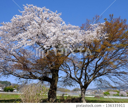 Cherry blossoms in full bloom and new maple leaves [Tsukui, Sagamihara City, April] 136335911