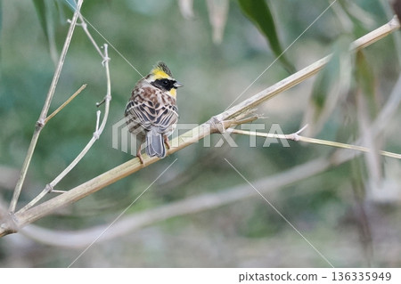 一隻雄性山鹀棲息在一根枯萎的竹枝上 136335949