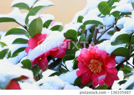 茶梅花雪 茶梅花雪 136335987