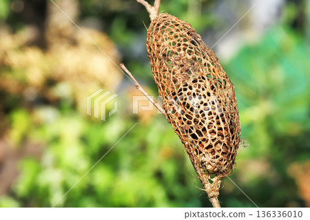 楠木繭（空繭） 136336010