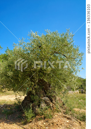 A majestic, centuries-old olive tree with a thick, textured trunk and lush green foliage thrives in the Sierra de Godall region of Catalonia A majestic, centuries-old olive tree with a thick, textured trunk and lush green foliage thrives in the Sierra de Godall region of Catalonia 136336103