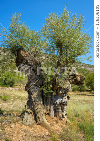 A centuries-old olive tree with a uniquely twisted and textured trunk thrives under a clear blue sky in the rugged terrain of Sierra de Godall, Spain A centuries-old olive tree with a uniquely twisted and textured trunk thrives under a clear blue sky in the rugged terrain of Sierra de Godall, Spain 136336105