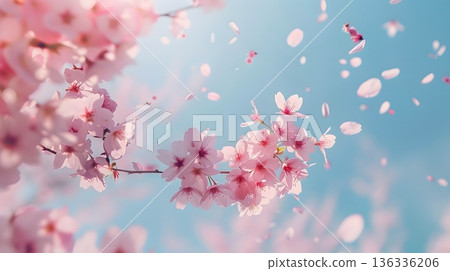 櫻花花瓣在藍天下翩翩起舞。充滿日式春日氣息的背景素材。 136336206