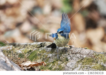 藍知更鳥“雄性藍尾” 藍知更鳥“雄性藍尾” 136336319