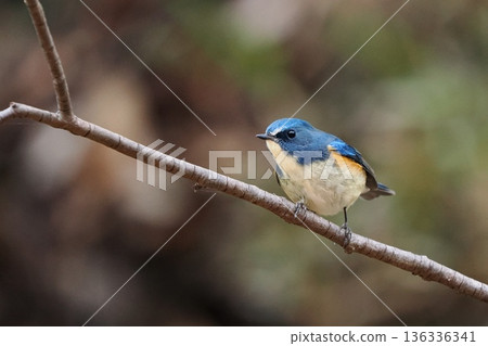 Bluebird "Male Bluetail" 136336341
