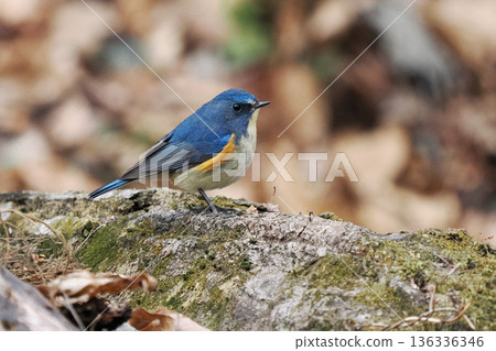 藍知更鳥“雄性藍尾” 藍知更鳥“雄性藍尾” 136336346