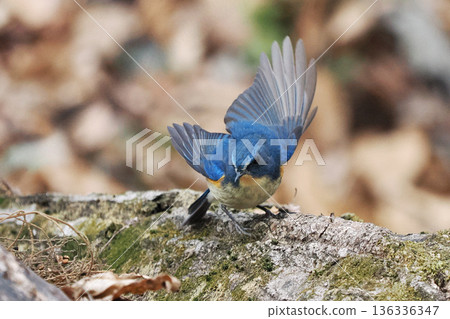 藍知更鳥“雄性藍尾” 136336347