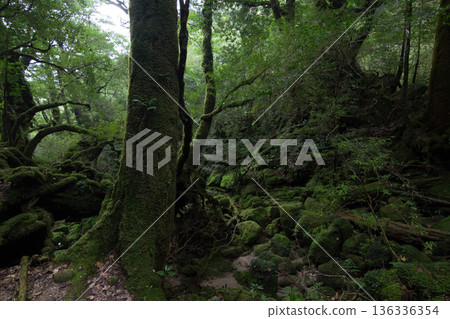 Mossy forest of Yakushima Mossy forest of Yakushima 136336354