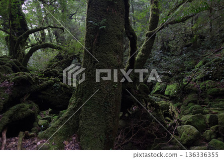 Mossy forest of Yakushima 136336355