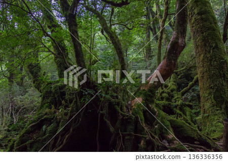 Mossy forest of Yakushima 136336356