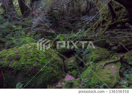 屋久島的苔蘚森林 屋久島的苔蘚森林 136336358