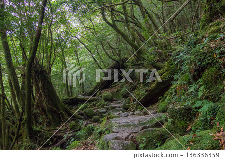 屋久島的苔蘚森林 屋久島的苔蘚森林 136336359