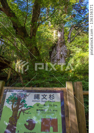 屋久島的Yakusugi 136336371