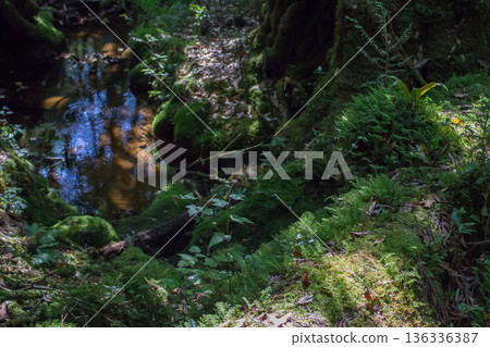 Moss and rivers on Yakushima Moss and rivers on Yakushima 136336387