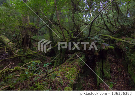 Mossy forest of Yakushima Mossy forest of Yakushima 136336393