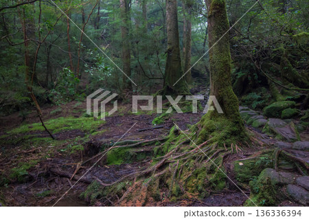 Mossy forest of Yakushima Mossy forest of Yakushima 136336394