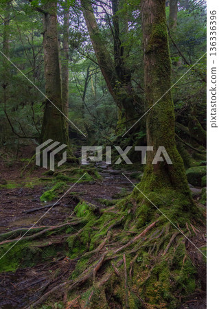 Mossy forest of Yakushima Mossy forest of Yakushima 136336396