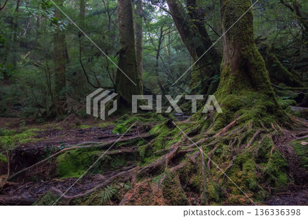 Mossy forest of Yakushima Mossy forest of Yakushima 136336398