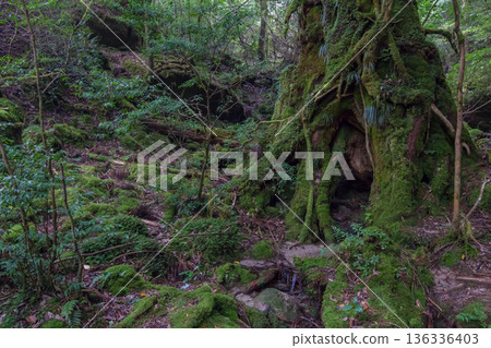 Mossy stump on Yakushima 136336403