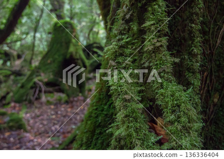 Mossy stump on Yakushima Mossy stump on Yakushima 136336404