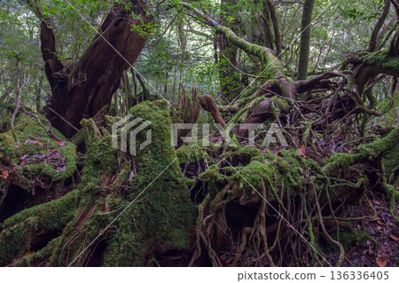 Mossy stump on Yakushima 136336405
