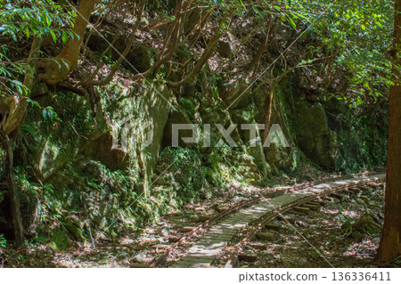 Yakushima trolley rail Yakushima trolley rail 136336411