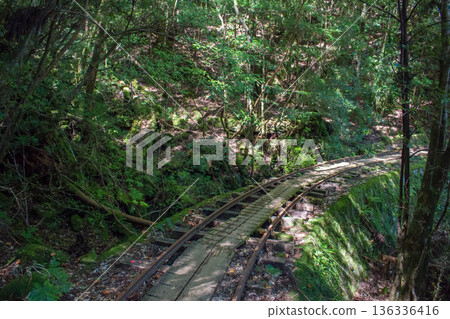 Climbing path of Yakushima 136336416