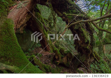 Mossy roots of Yakushima 136336419