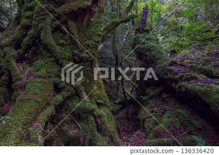 Mossy trees on Yakushima Island Mossy trees on Yakushima Island 136336420